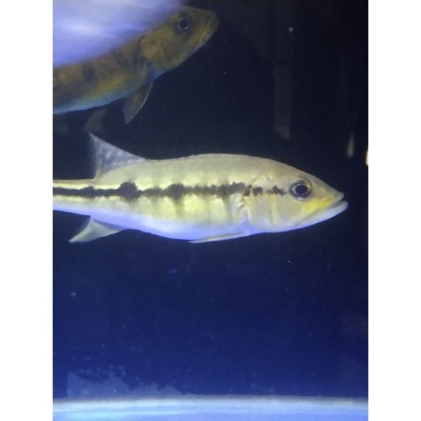 Pbass Intermedia pure 17-20cm