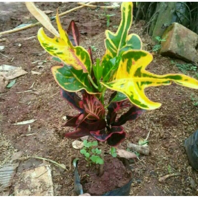 Tanaman Hias Puring Z Merah - Pohon Puring Z Merah - Red Puring Z