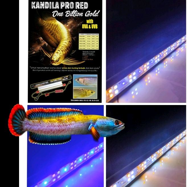 KANDILA PRO RED ONE BILLION GOLD Plus UV A &amp; UV B Nyala 3Mode Pencahayaan Lampu Led Tanning Arwana Golden Red View