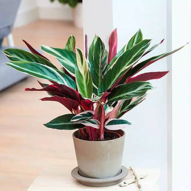 Calathea Multicolor