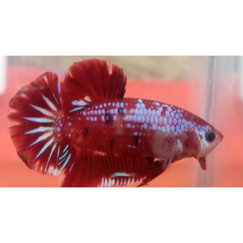 ikan cupang hias plakat jantan