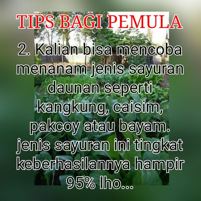 Benih Bibit Sayuran Daun Rumahan Termurah Benih Bibit Bayam Benih Sawi Paket Benih Hidroponik Murah