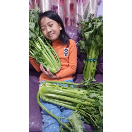 

Celery stik seledri batang besar 1000gr