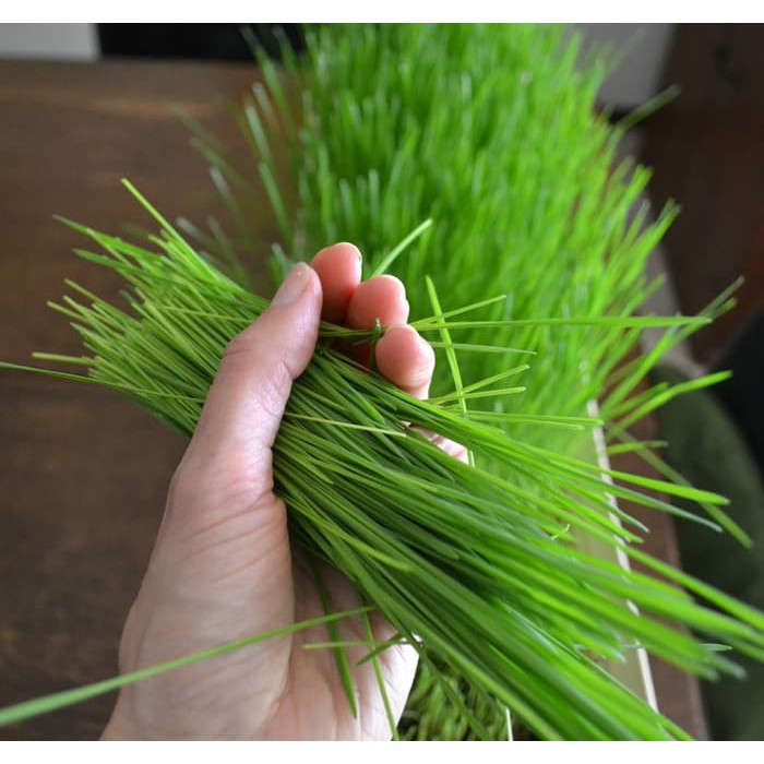 Benih WHEATGRASS (isi-25) - Rumput Gandum - Biji Bibit