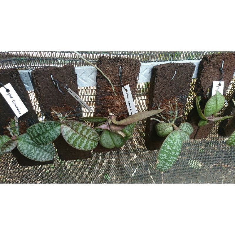 Phalaenopsis Stuartiana sp Filippina