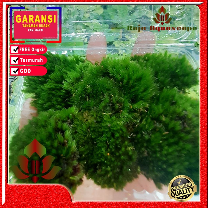 Star mos darat Paludarium Tanaman aquascape hiasan akuarium