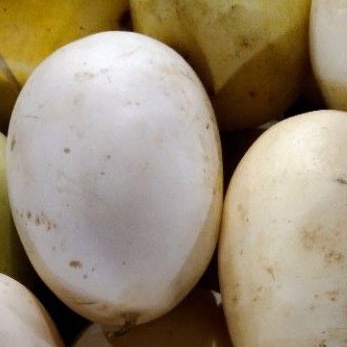 

Timun Suri White Fresh 1kg