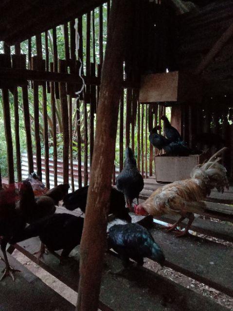 Jaring Pagar Ayam Lebar 3 Meter