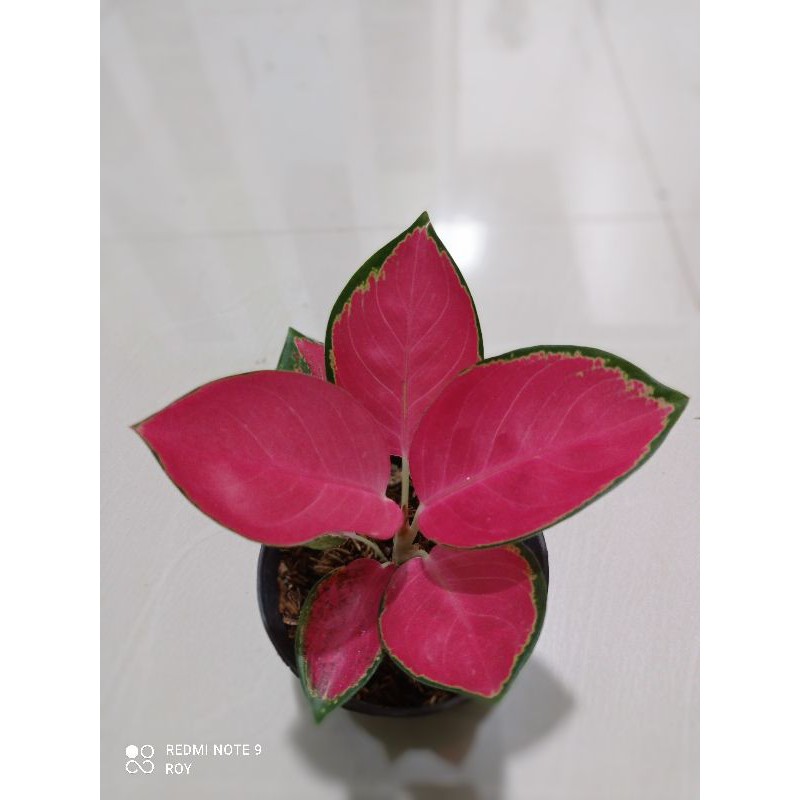 Aglaonema Red Majesty