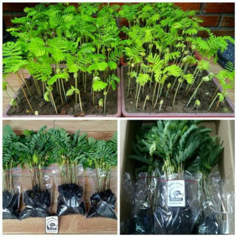 bibit bonsai pohon asem jawa termurah