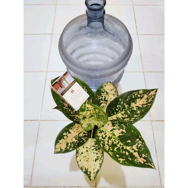 aglonema suksom white cantik anakan baby