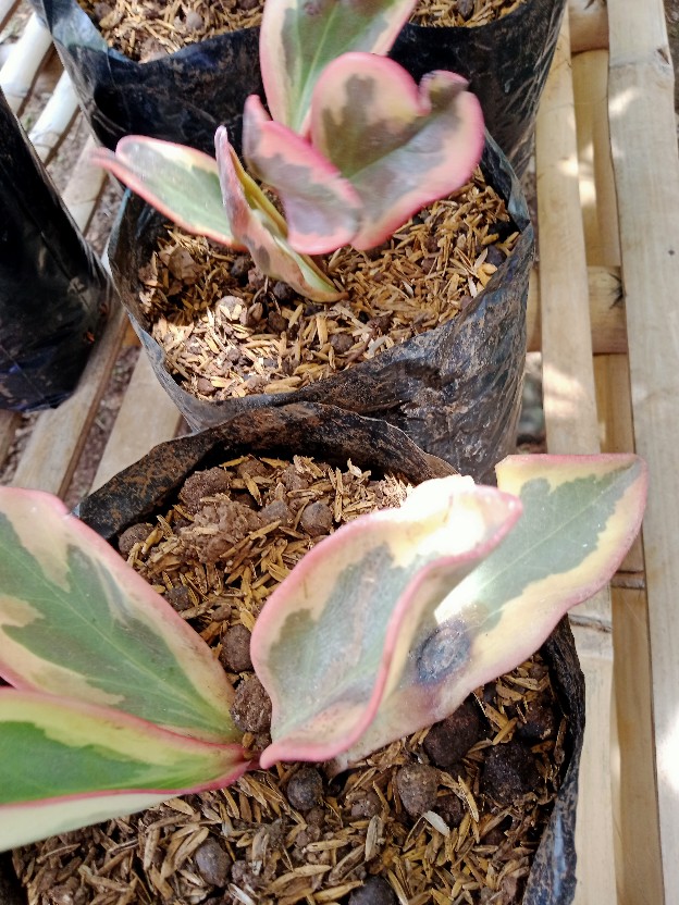 Peperomia Jelly/mangkok Merah