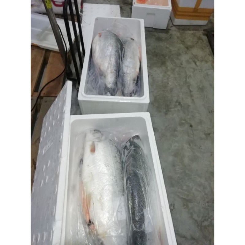 

ikan salmon fresh utuh berat diatas 4kg