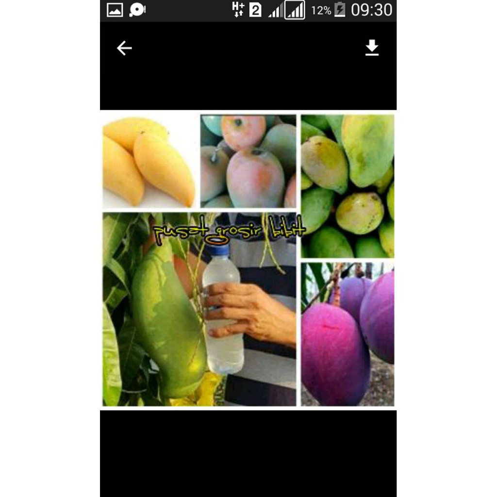 R” PAKET 5 BIBIT MANGGA MAHATIR CHOKANAN IRWIN ARUM MANIS INDRAMAYU ^U*
