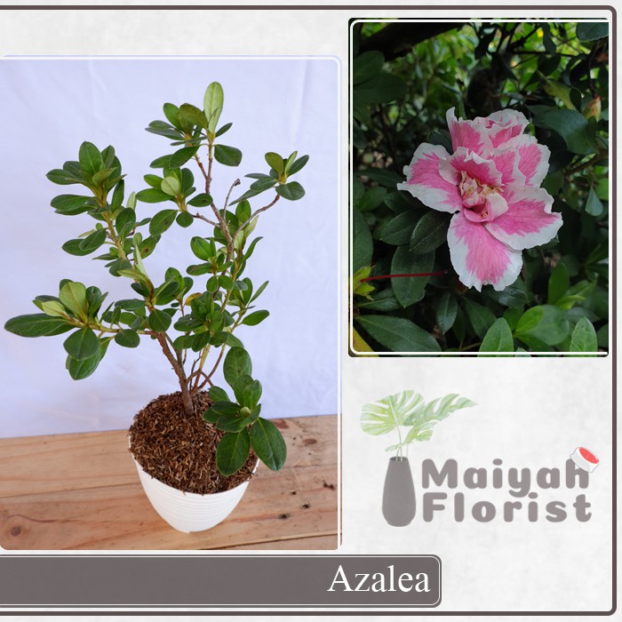 Bunga Azalea - Rhododendron - Rhodies - Tanaman Hias