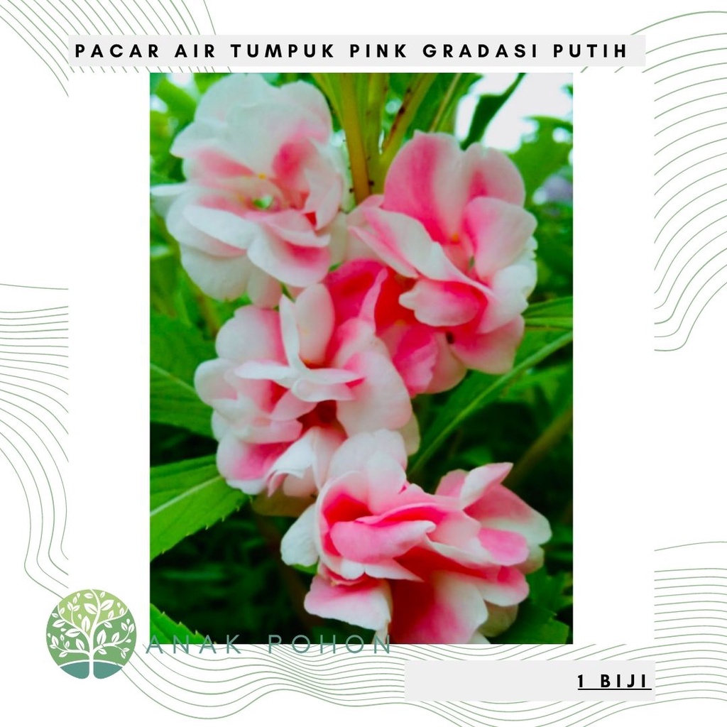 Benih Bibit Biji - Bunga Pacar Air Tumpuk PINK GRADASI PUTIH Rose Balsam Impatiens Balsamina Flower Seeds