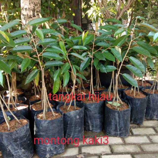 

Durian musanhking kaki3 kualitas unggul
