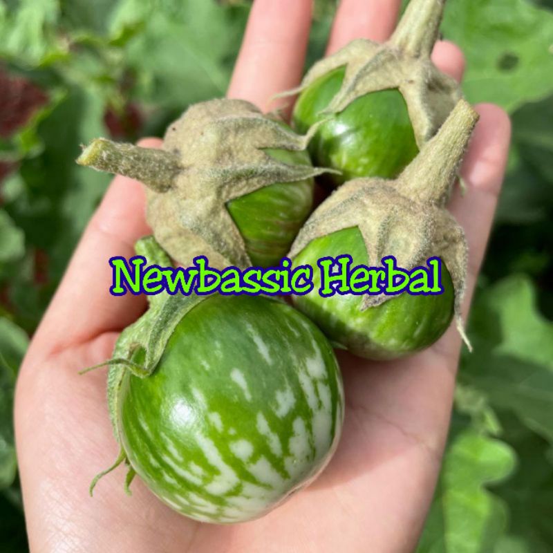 

terong lalap fresh 1kg