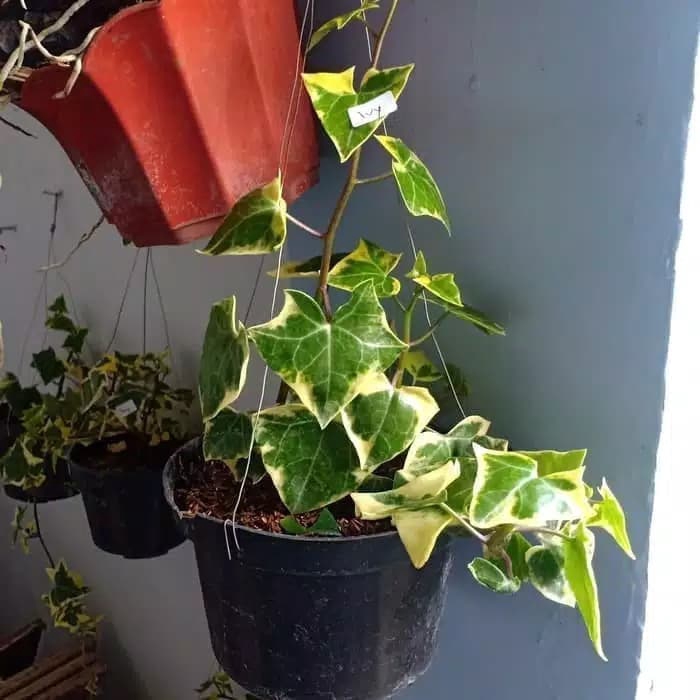 Tanaman Hias Gantung Ivy English Varigata - Variegata - iviy gantung - Tanaman Hidup - Bunga Ivy