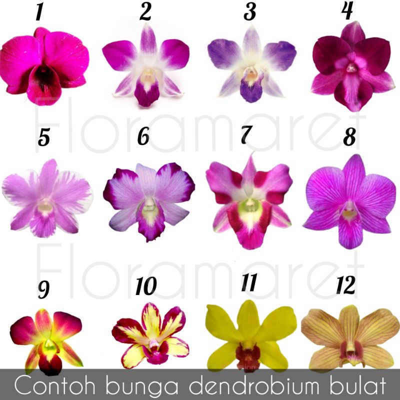 Anggrek dendrobium bulat - dendrobium bulat kupu