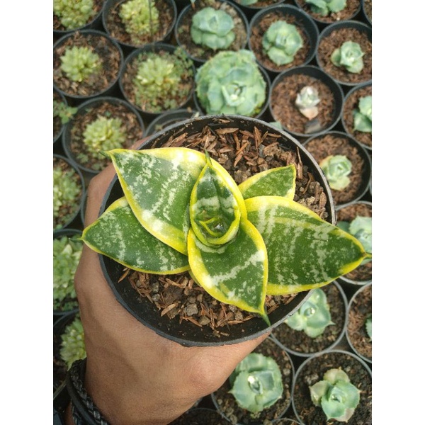 sansievera tsunami twister