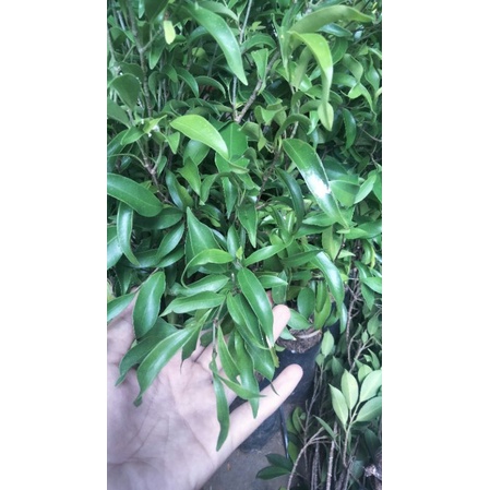 Bibit ficus arjuna/beringin kraton 50-60cm