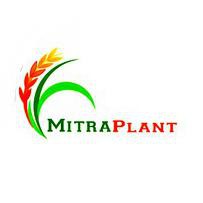 Bibit Pohon Buni Bibit Pohon Huni Bibit Tanaman Buni Bibit Tanaman Huni Buah Buni Wuni Bignai *_@