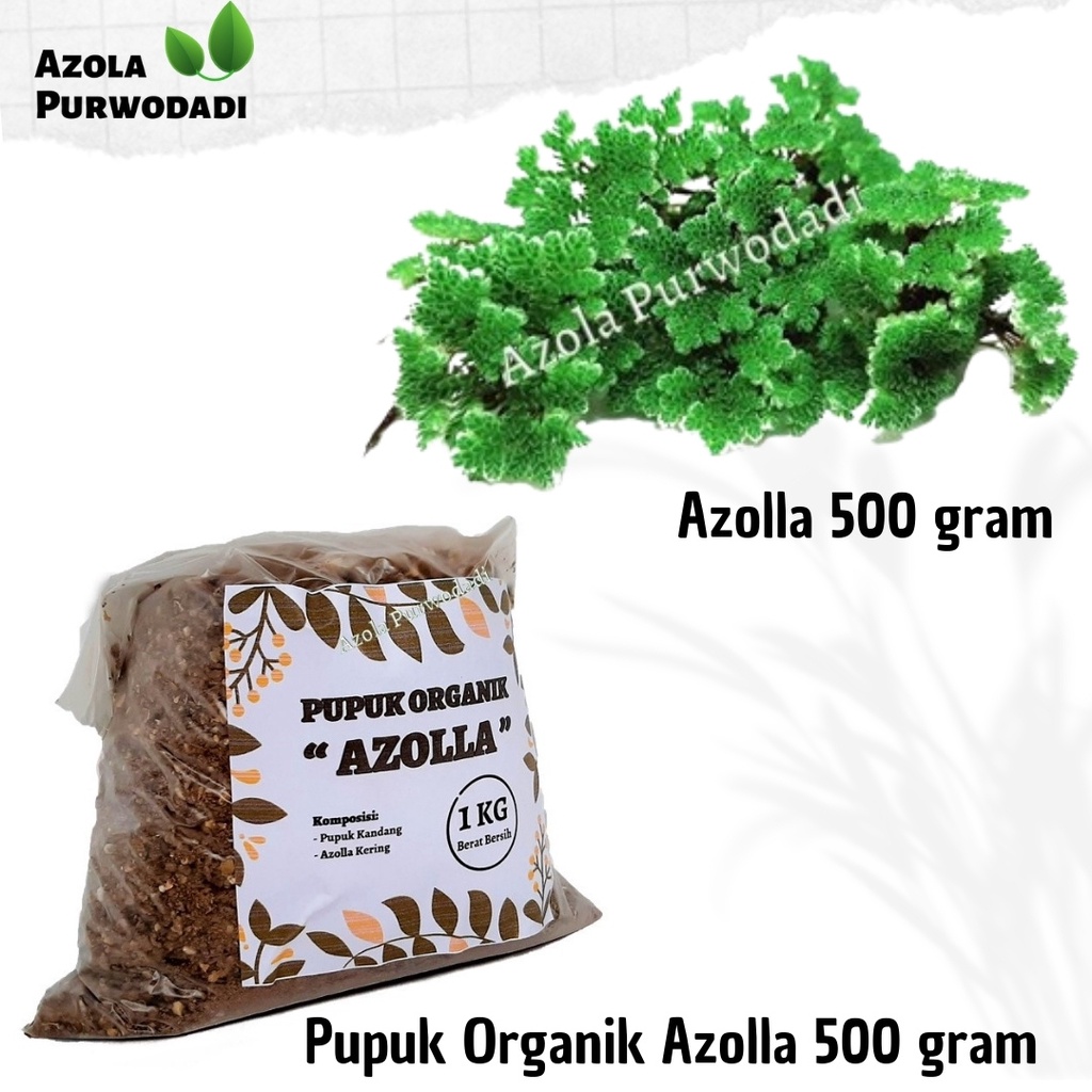 Azolla 500 gram & Pupuk Organik Azolla 500 gram