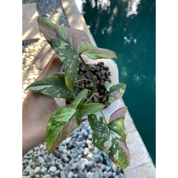 syngonium red spot tricolor / syngonium redspot tri color / syngonium red spot tri color