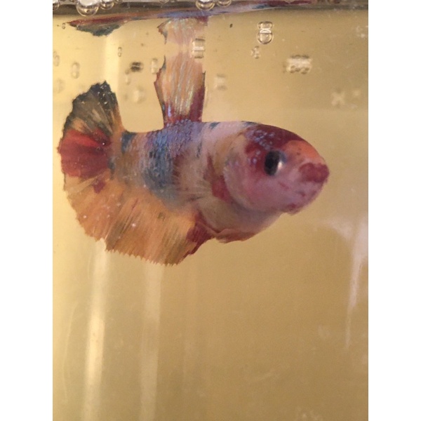 cupang betina line nemo