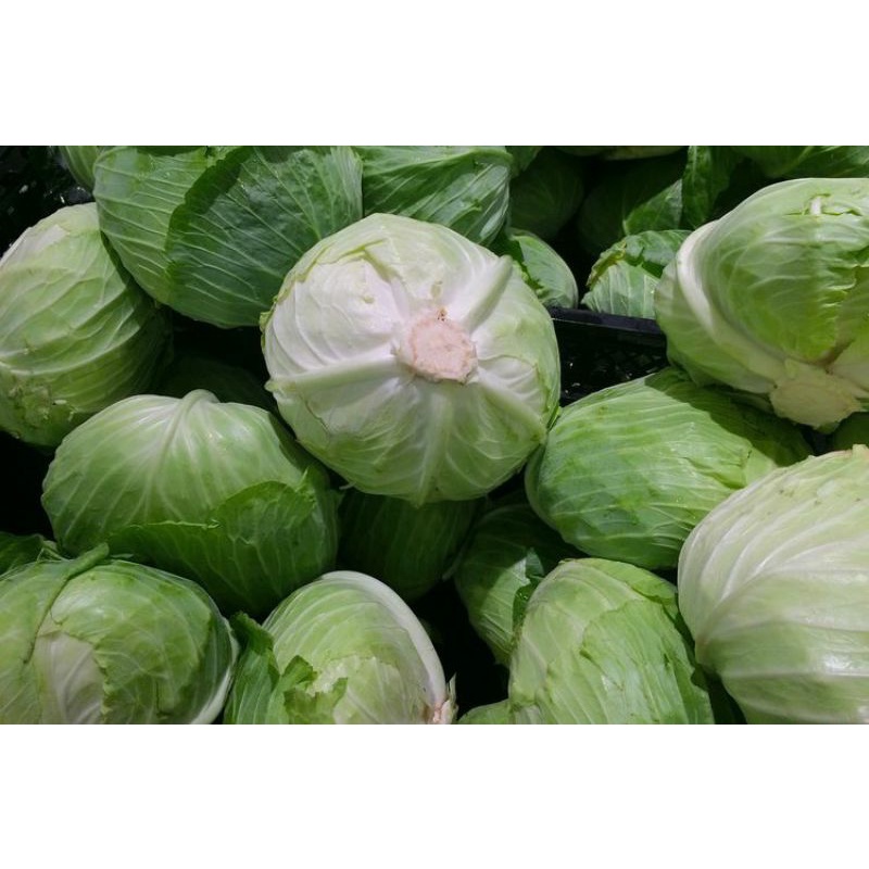 

SAYUR KOL