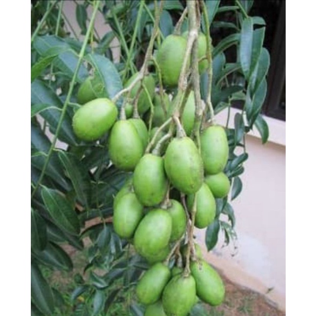 Bibit Buah Kedondong, Sudah Berbuah