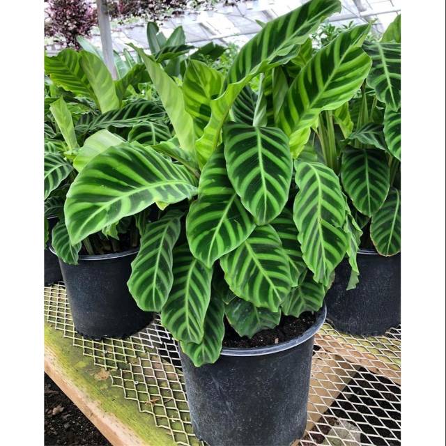 Tanaman Hias Calatea Zebrina Calathea Bukan Aglonema Shopee Indonesia