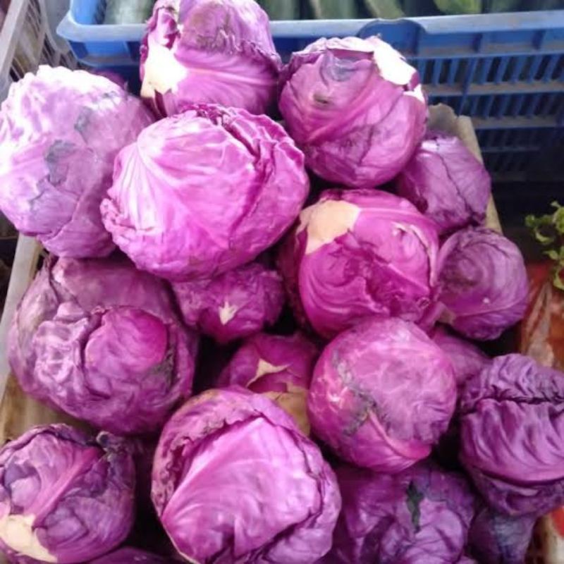 

KOLMERAH/KUBIS MERAH250g-500g8000/biji