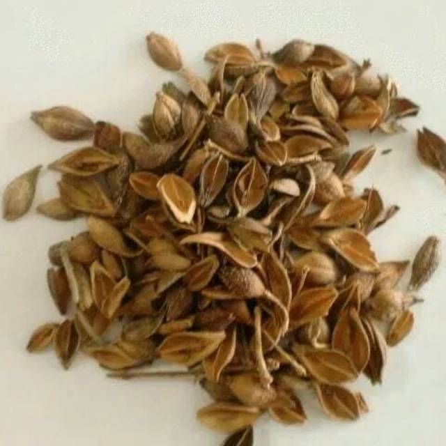 600 G Gr Gram Lian Qiao Forsythia Suspensa Fruit Shopee Indonesia