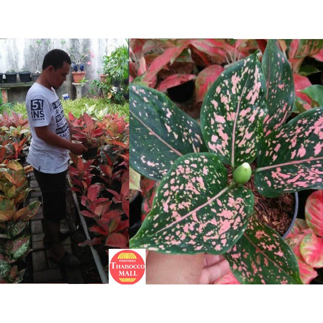Aglaonema Pink Dalmation