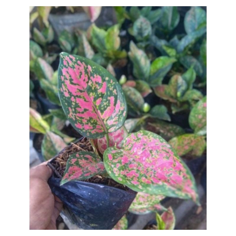 aglonema Dut anjamani baby-aglonema Dud anjamani