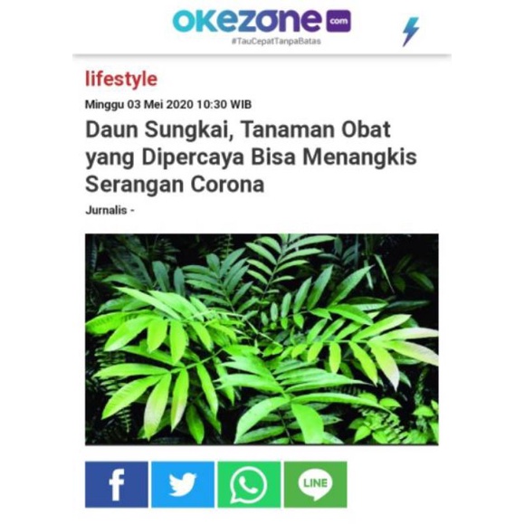 TERMURAH!! Daun sungkai segar (Penangkal corona / covid-19)