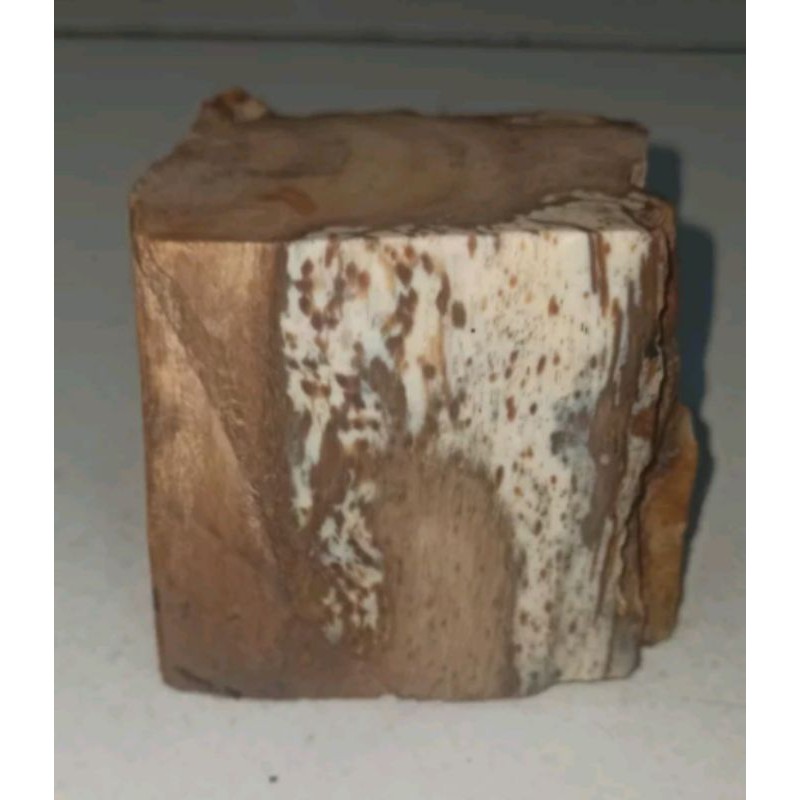 Batu fosil galih asem atau galih kelor langka antik unik jadul