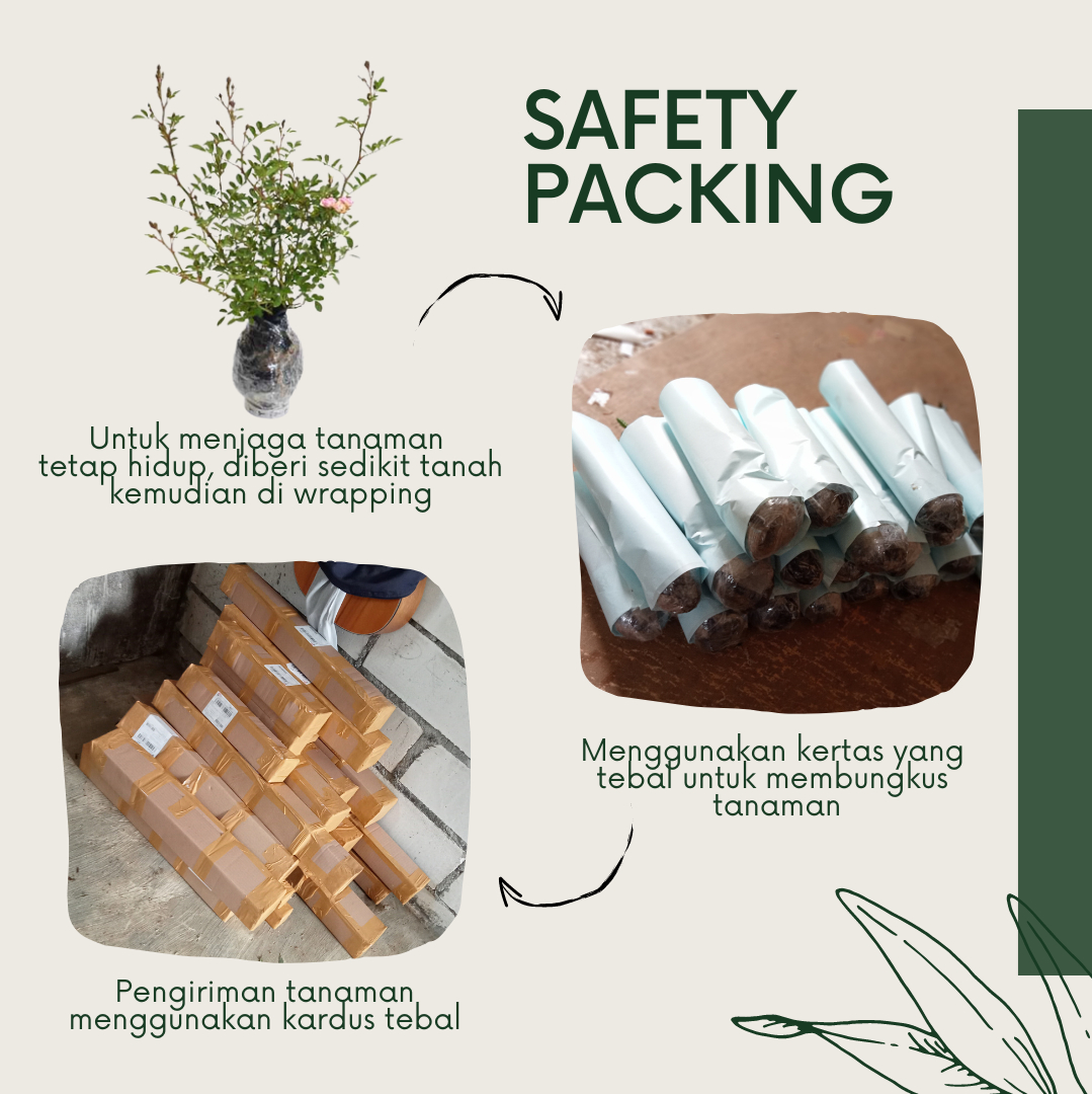 Produk house of plant Shopee Indonesia