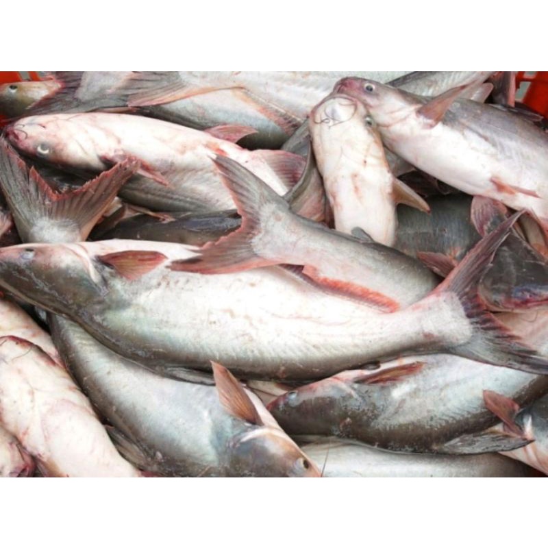 

IKAN PATIN SEGAR 1 KG - FC PALEMBANG