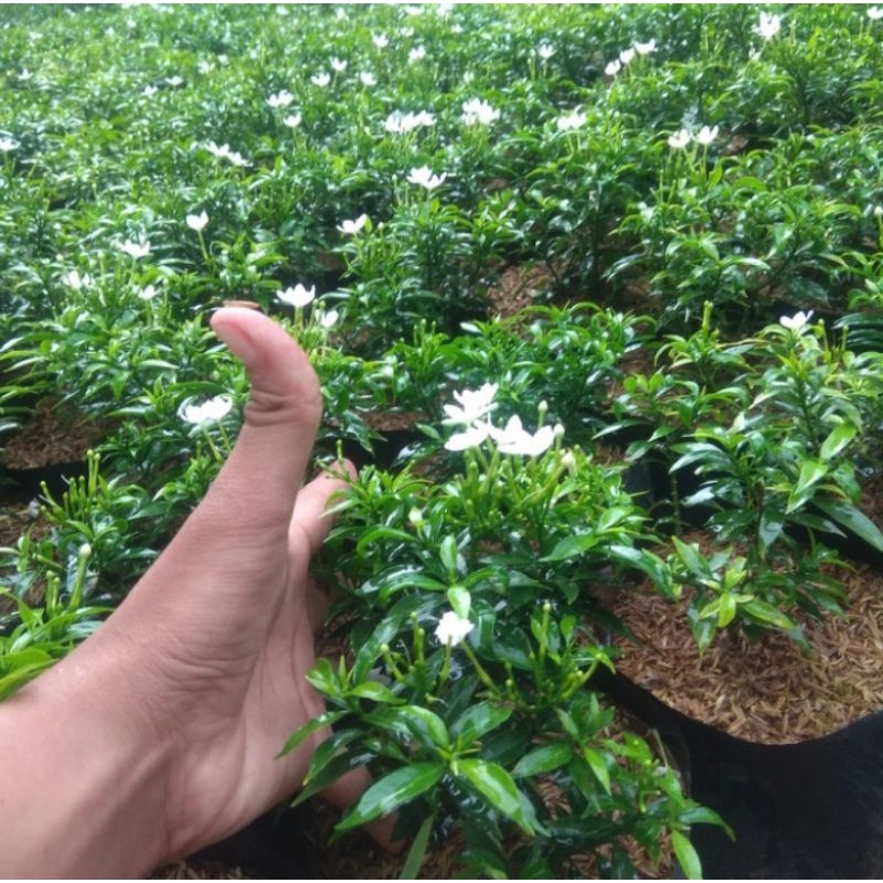 tanaman rombusa/tanaman hias rombusa/tanaman peredu rombusa