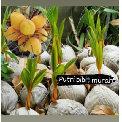 Bibit kelapa gading