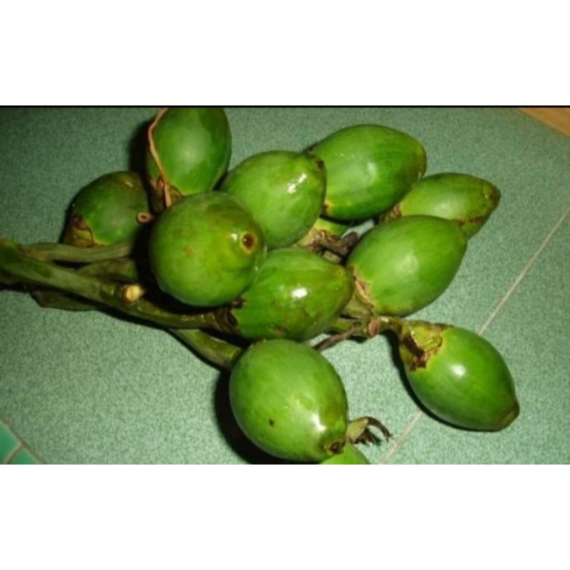 BUAH PINANG MUDA FRESS OBAT KUAT 300 GRAM