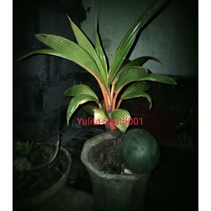 BONSAI KELAPA GADING