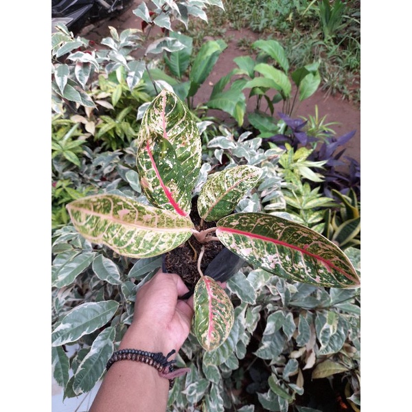 Tanaman hias donacarmen mutasi - donacarmen langka