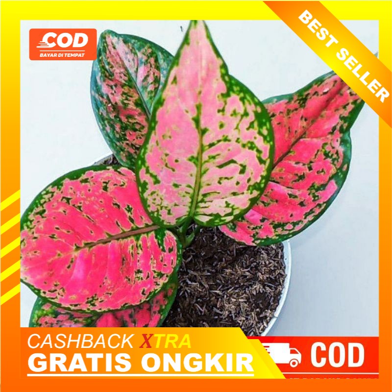 [BISA COD] Aglonema Murah Dut Anjamani - Dut Anja Lokal  - Aglonema Lokal - Dut  Anjamani Merah