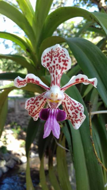 Vanda Tricolor Dewasa anggrek tricolor