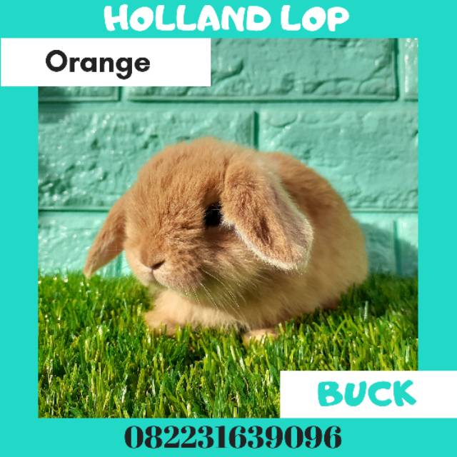 Kelinci Holland lop