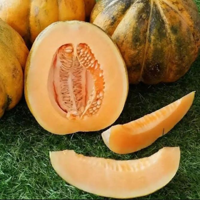 

20biji Benih Blewah Unggul Super Manis